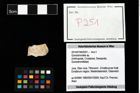 Foto (Objekt + Etikett) von Goniodromites sp.  (NHMW-GEO-2014-0194-0251)